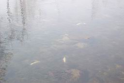 inquinamento 27-02-2005 002.jpg